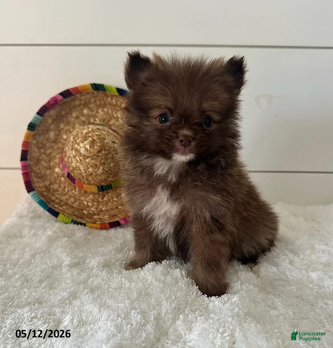 Pomeranian dogs for sale: Gizmo - Ad 3