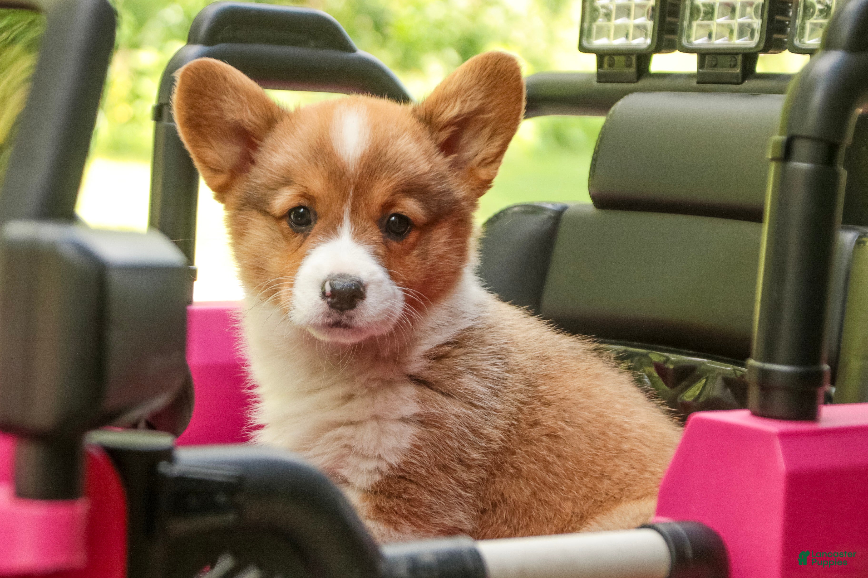 Welsh Corgi Pembroke dogs Bo Peep - Ad 1
