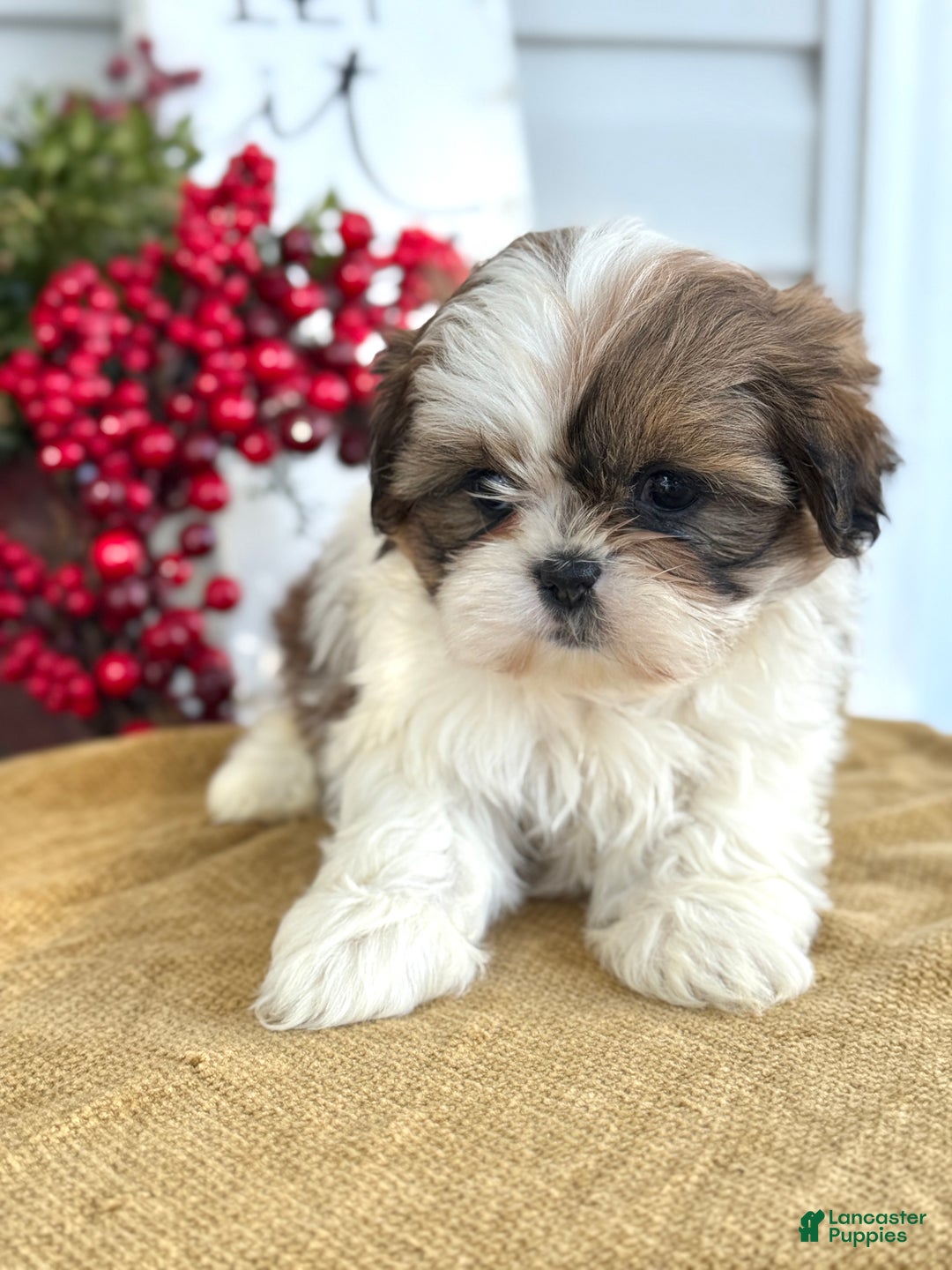 Shih Tzu dogs for sale: Poppy - Ad 8