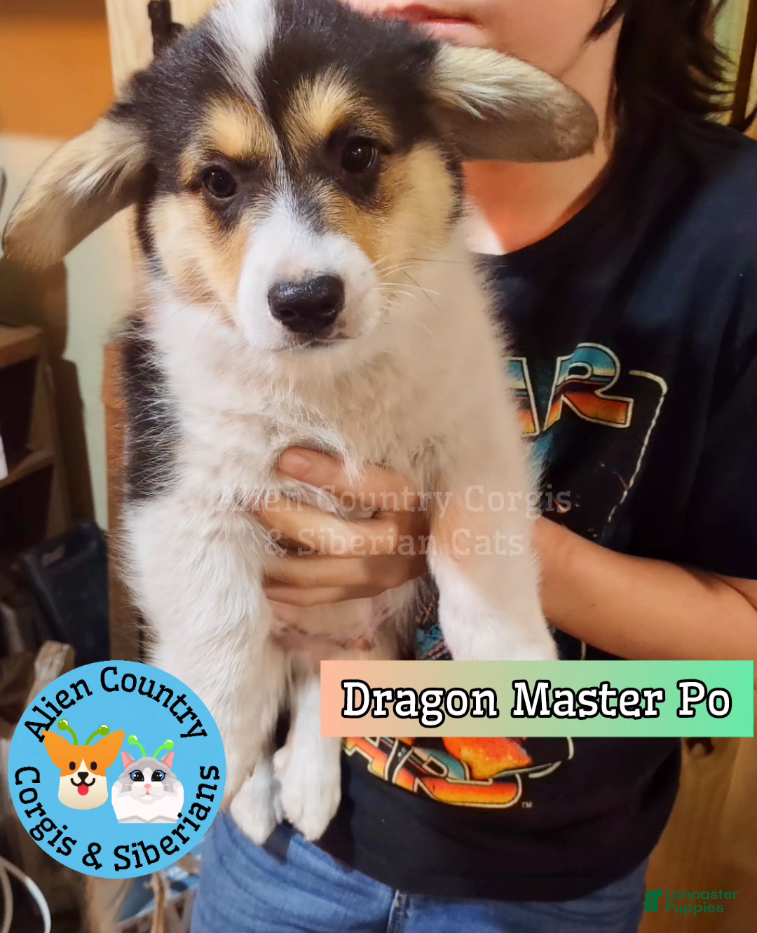 Welsh Corgi Pembroke dogs Welsh Corgi Pembroke Puppy 3 - Ad 2