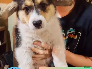 Welsh Corgi Pembroke dogs Welsh Corgi Pembroke Puppy 3 - Ad 2