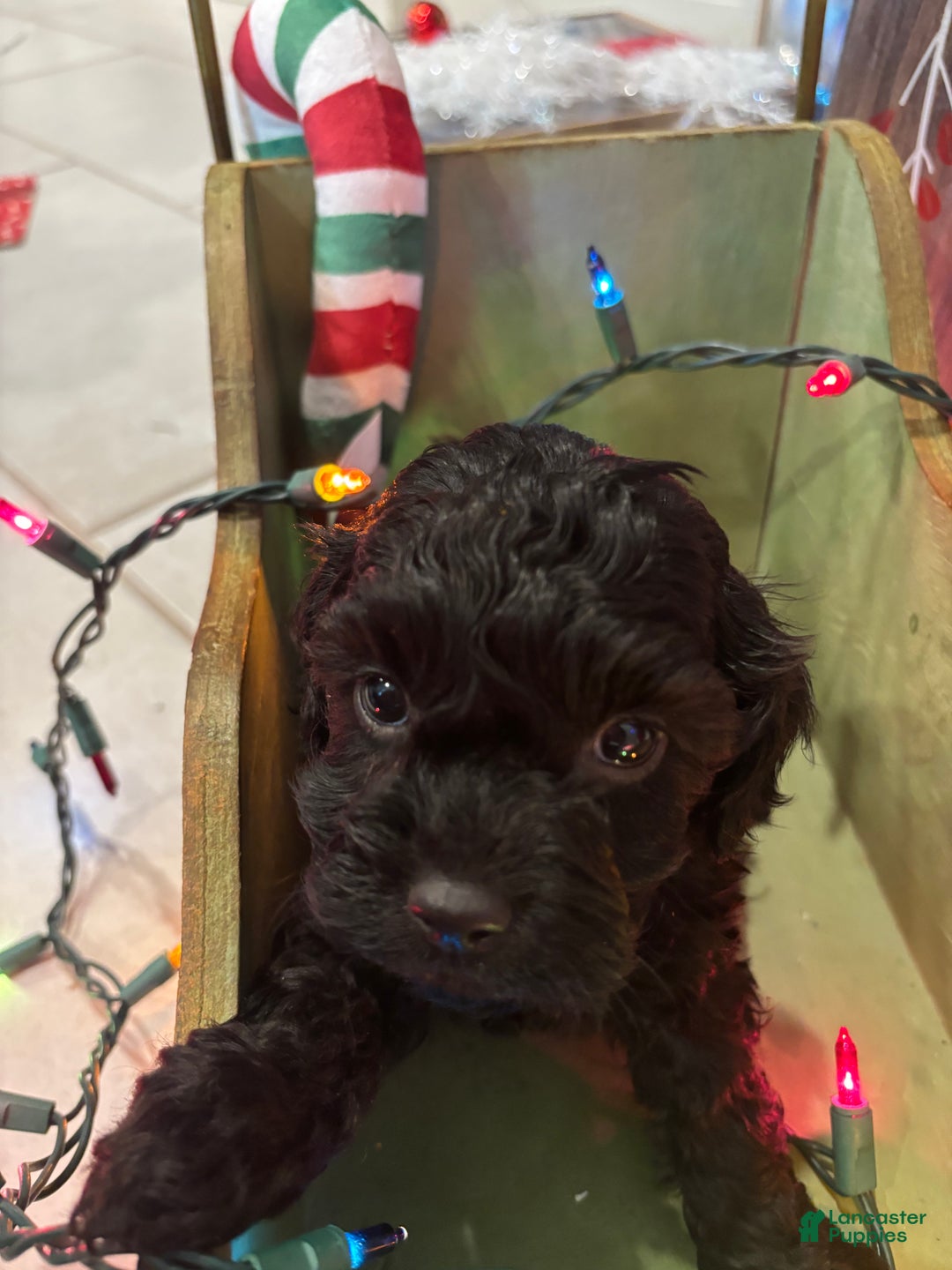 Cockapoo dogs for sale: Cockapoo Puppy 6 - Ad 1