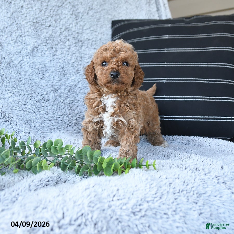 Toy Poodle dogs Timmy - Ad 1