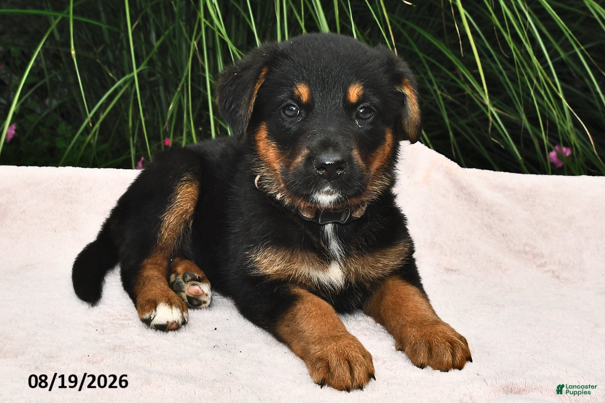 Mixed Breed dogs Rosamund - Ad 2