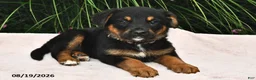 Mixed Breed dogs for sale: Rosamund - Ad 2