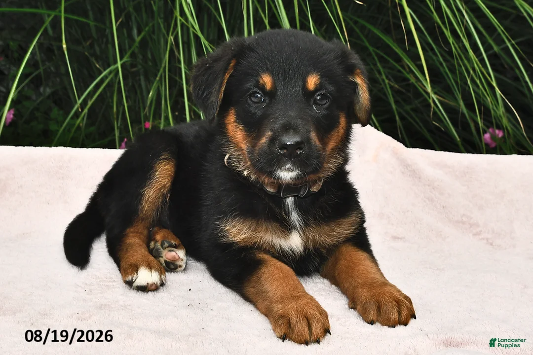 Mixed Breed dogs for sale: Rosamund - Ad 2