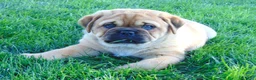Mixed Breed dogs for sale: Sammy  - Ad 7