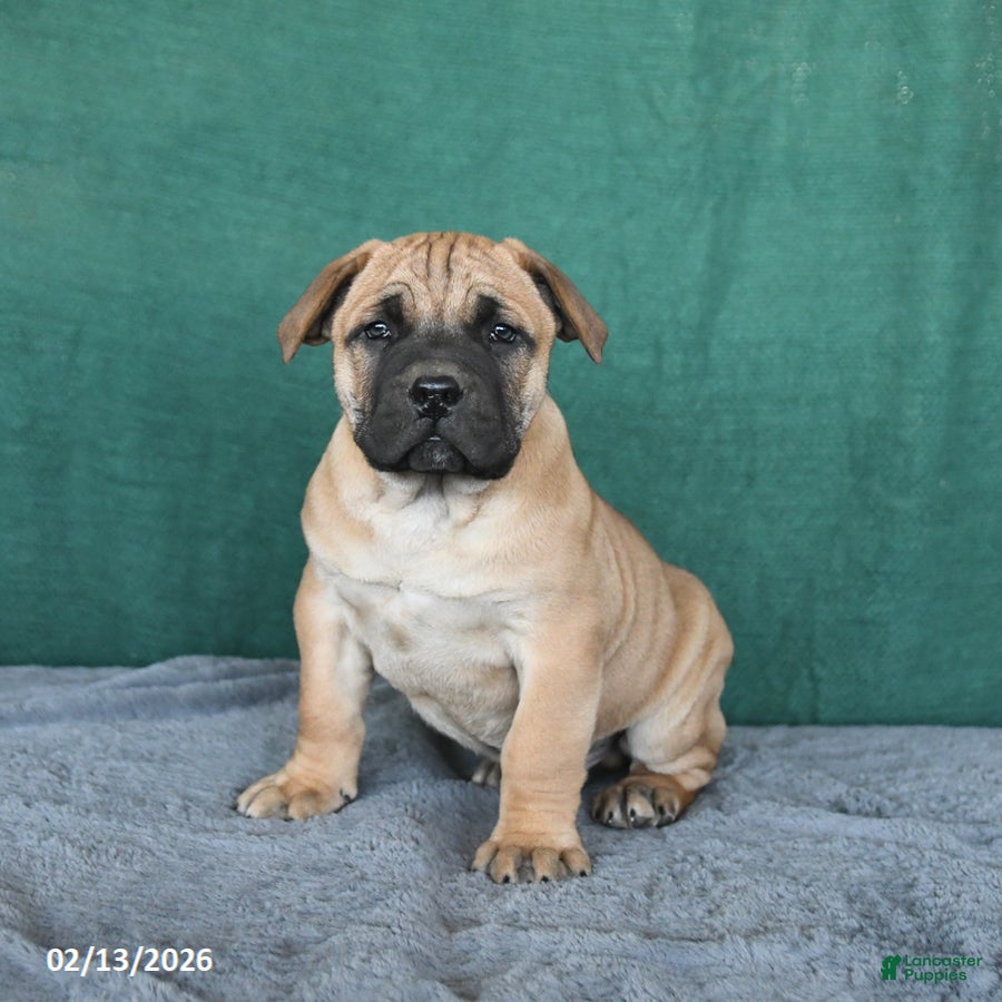South African Boerboels dogs Archer - Ad 2
