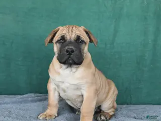 South African Boerboels dogs Archer - Ad 2