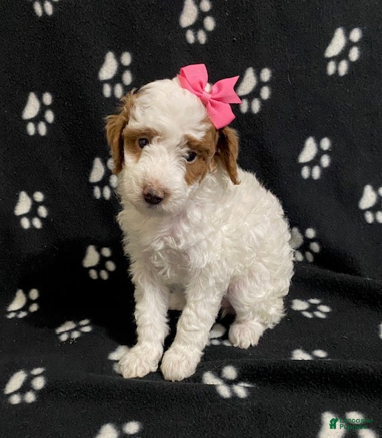 Miniature Poodle dogs Buttercup - Ad 33