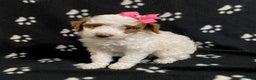 Miniature Poodle dogs for sale: Buttercup - Ad 2