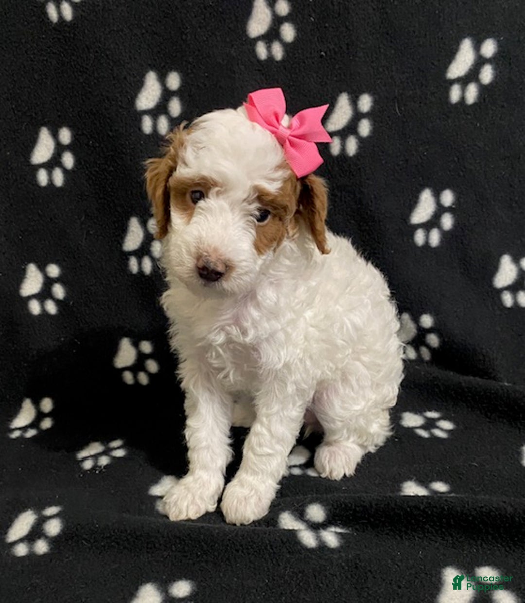Miniature Poodle dogs for sale: Buttercup - Ad 2
