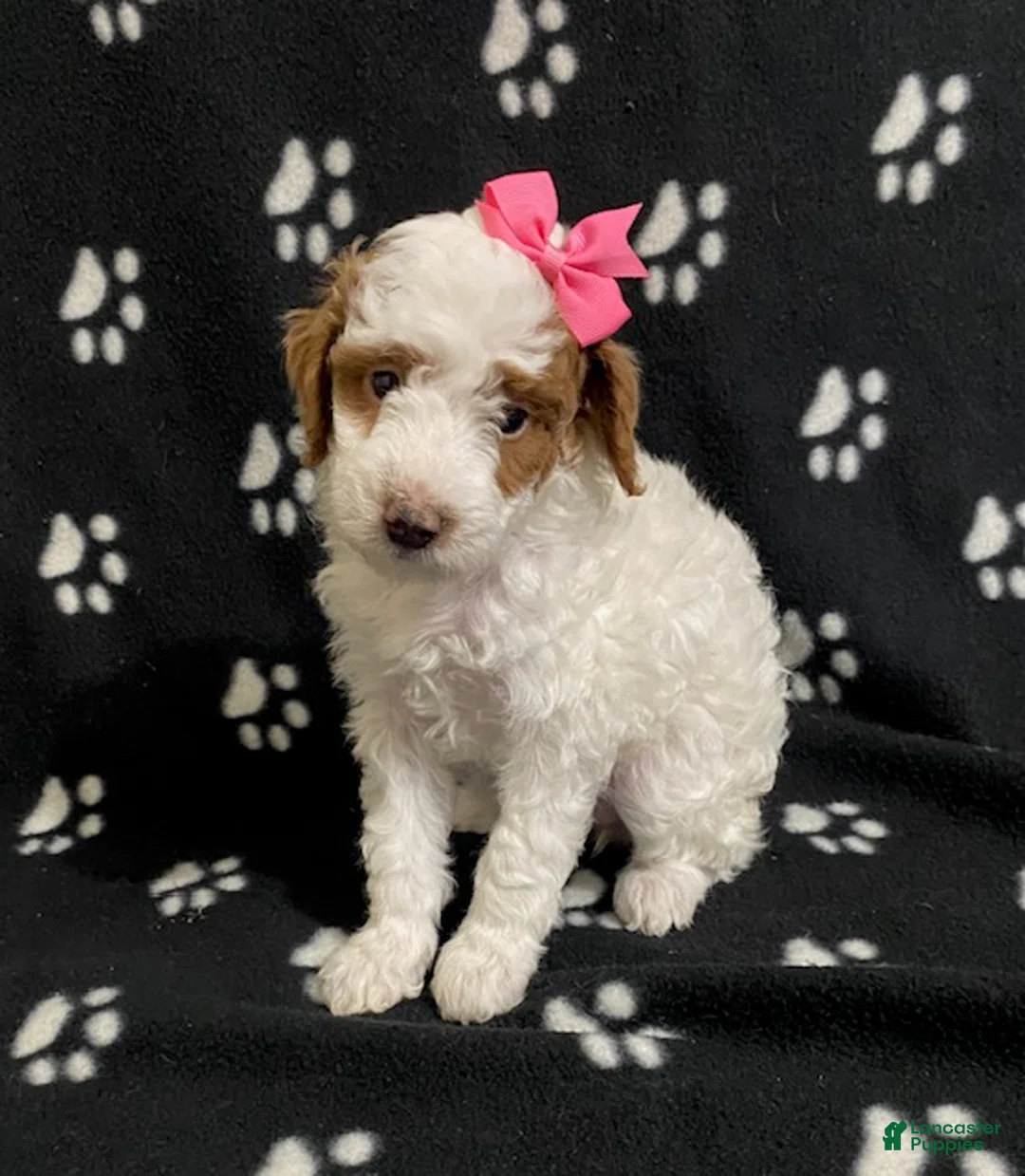 Miniature Poodle dogs for sale: Buttercup - Ad 3