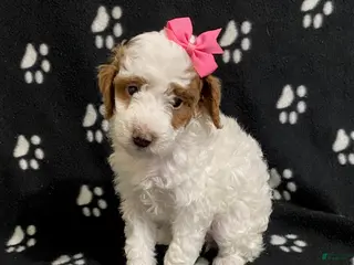 Miniature Poodle dogs Buttercup - Ad 30