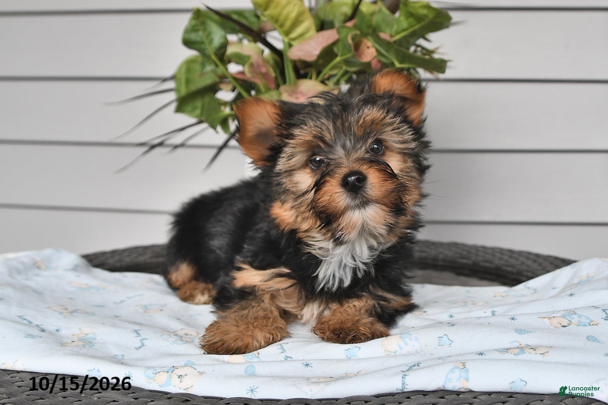 Yorkshire Terrier dogs for sale: Thomas - Ad 2