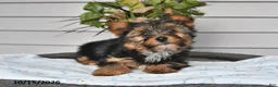 Yorkshire Terrier dogs for sale: Thomas - Ad 2