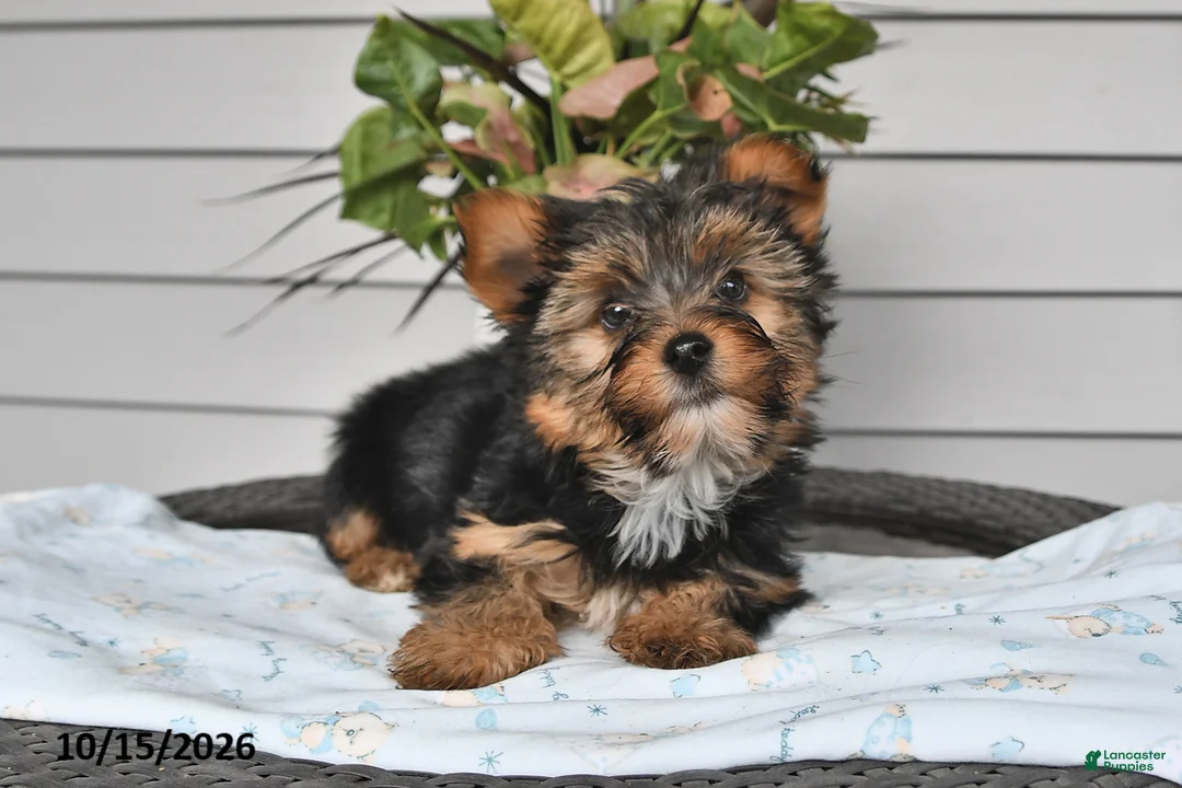 Yorkshire Terrier dogs for sale: Thomas - Ad 2