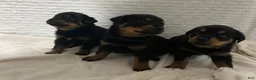 Rottweiler dogs for sale: tiny  - Ad 7
