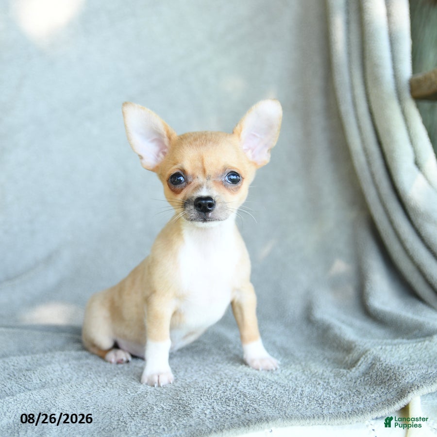 Chihuahua dogs Roscoe - Ad 2