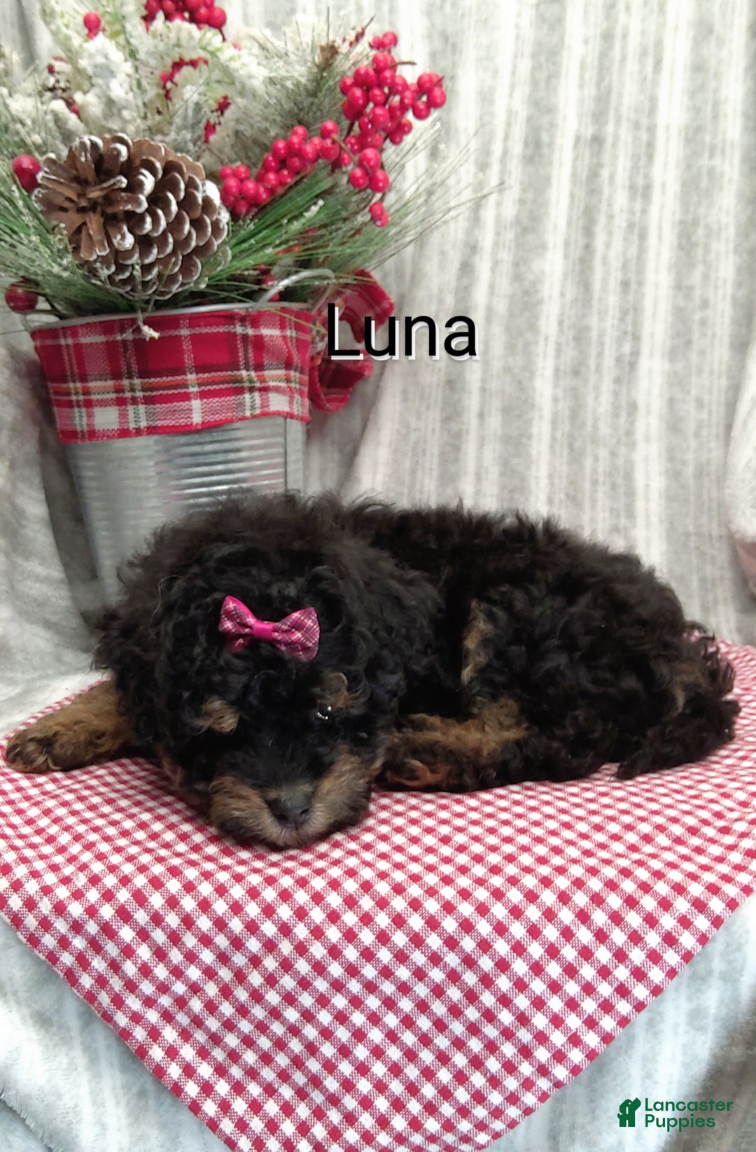Mini Bernedoodle dogs for sale: Luna - Ad 9