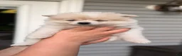 Pomeranian dogs for sale: Pomeranian 3 - Ad 3