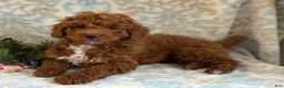 Mini Goldendoodle dogs for sale: Blitz - Ad 5