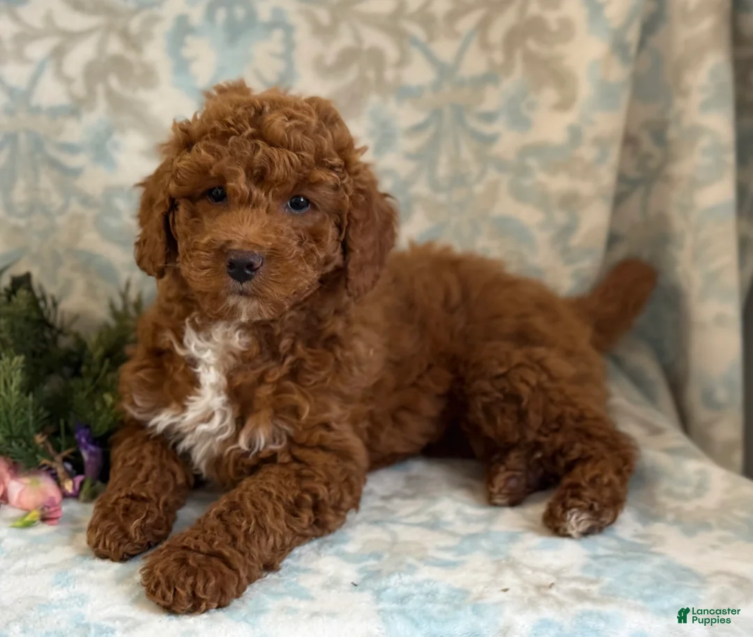 Mini Goldendoodle dogs for sale: Blitz - Ad 5