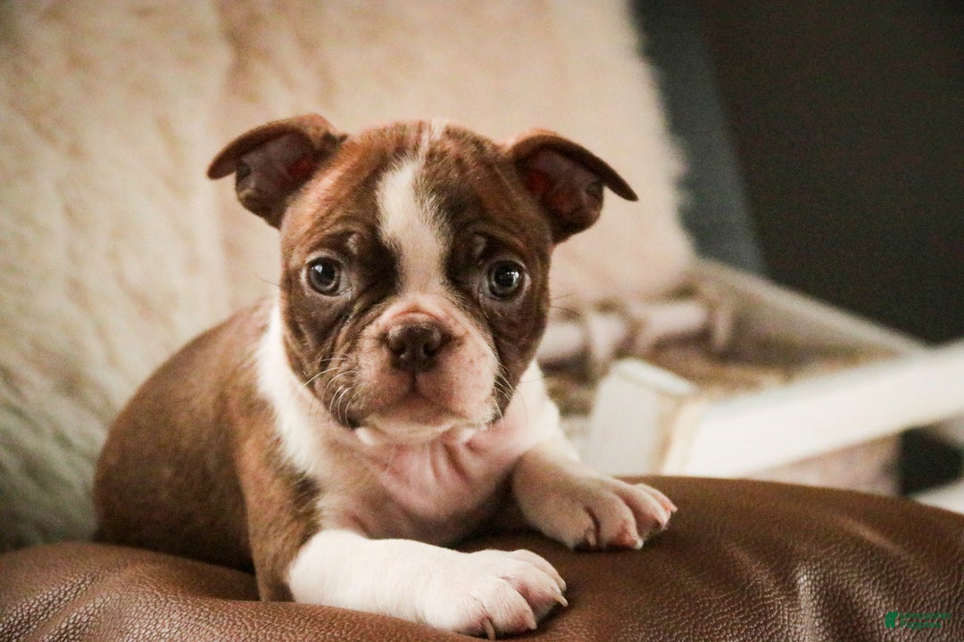 Boston Terrier dogs for sale: Kade - Ad 3