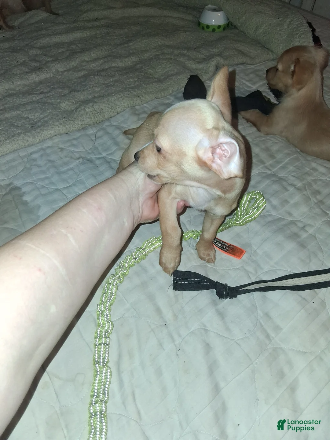 Mixed Breed dogs for sale: Mixed Breed 3 - Ad 2