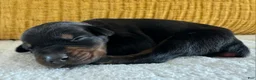 Doberman Pinscher dogs for sale: Forrest  - Ad 4