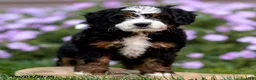 Mini Bernedoodle dogs for sale: Gloria - Ad 5