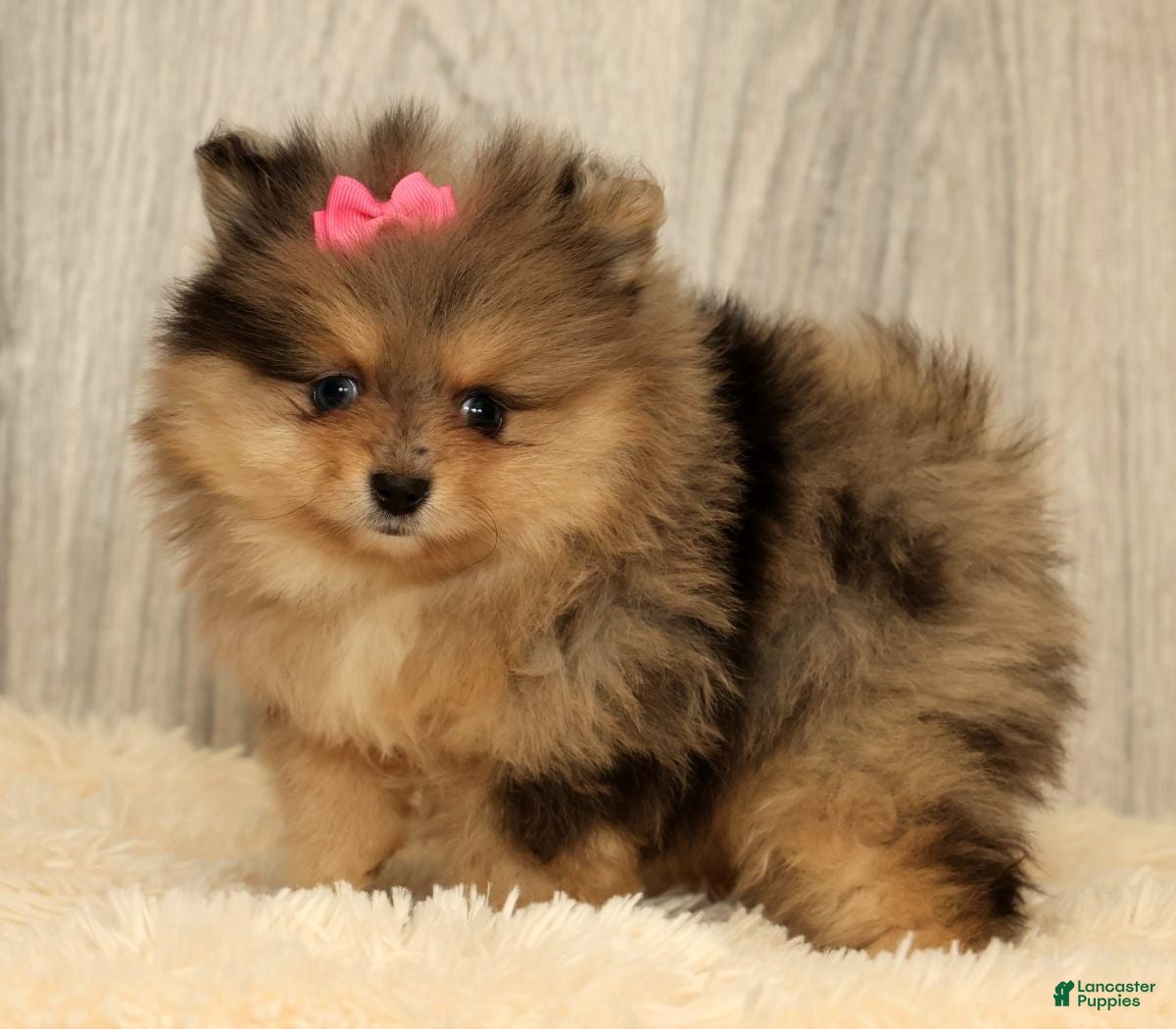 Pomeranian dogs Rose - Ad 1