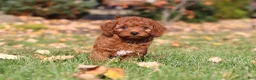 Cavapoo dogs for sale: Pearl - Ad 23