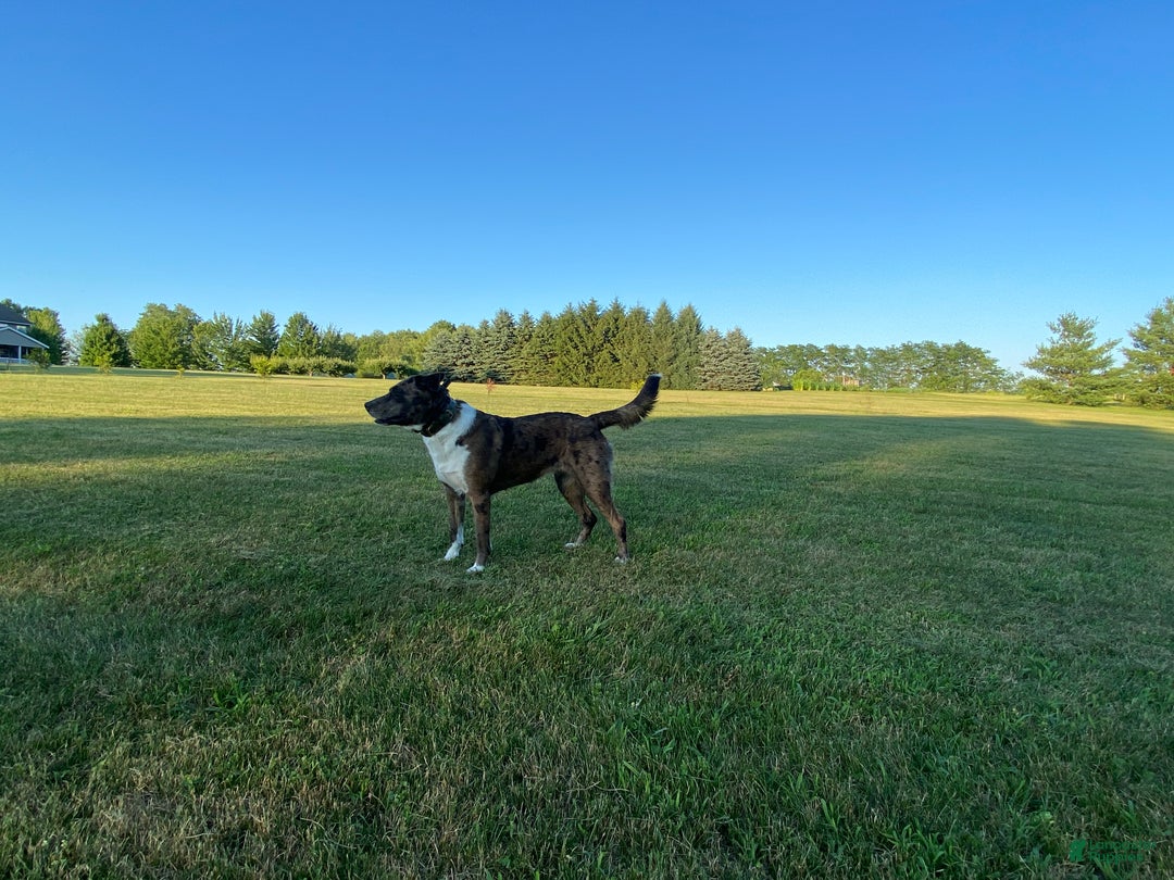 Mixed Breed dogs for sale: Lynx - Ad 6