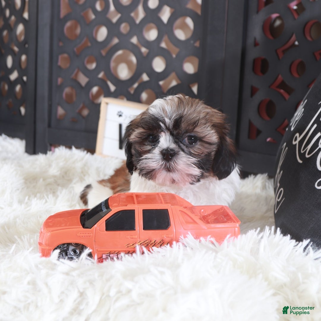 Shih Tzu dogs for sale: Shih Tzu Puppy Stone - Ad 2