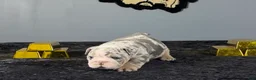 English Bulldog dogs for sale: English Bulldog 1 - Ad 3