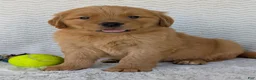 Golden Retriever dogs for sale: Hunter - Ad 4