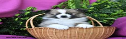 Pomeranian dogs for sale: George - Ad 3