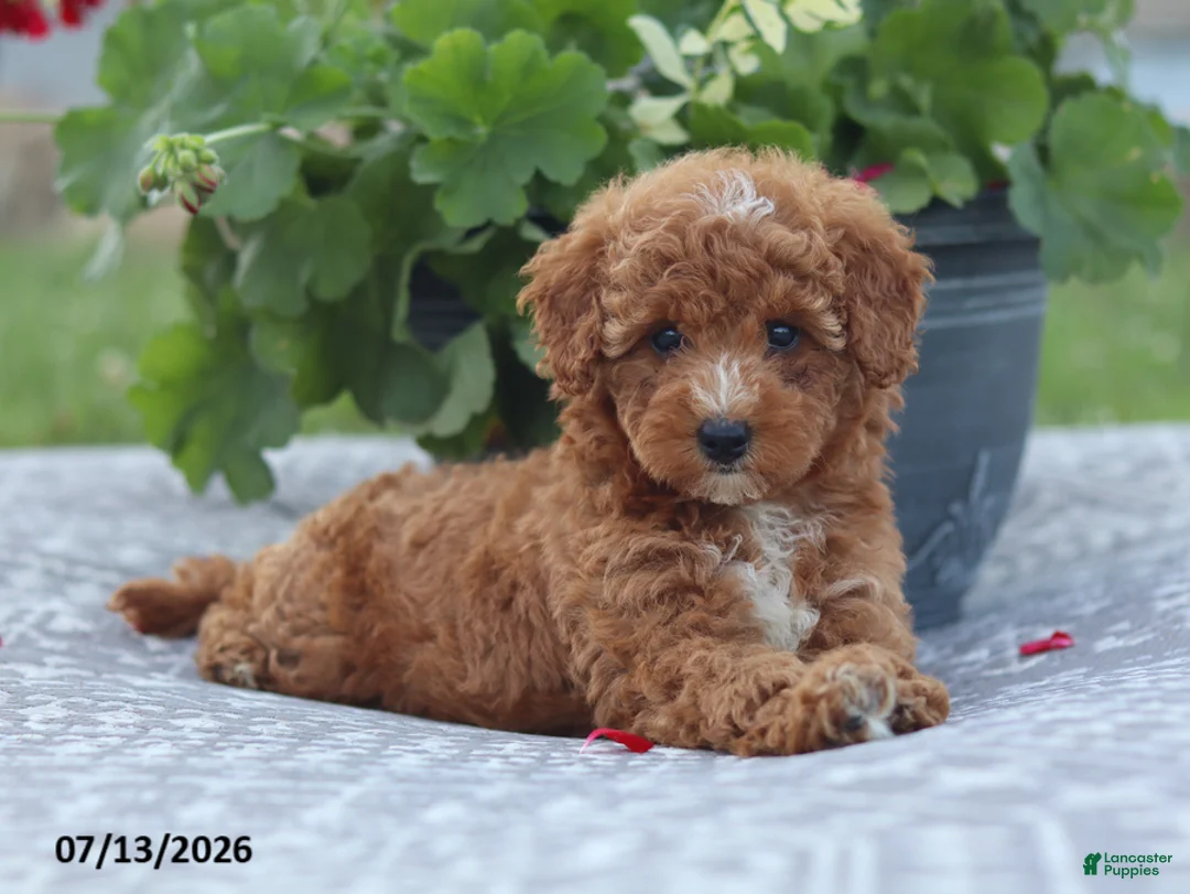 Miniature Poodle dogs for sale: Natasha - Ad 12