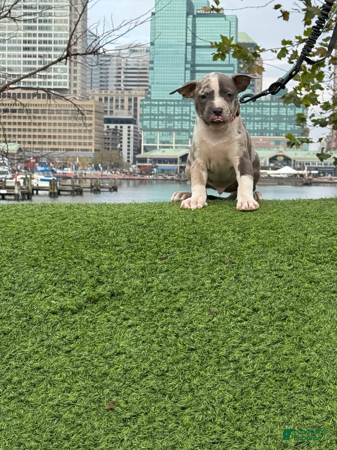 American Bully dogs for sale: Greyjoy  - Ad 22