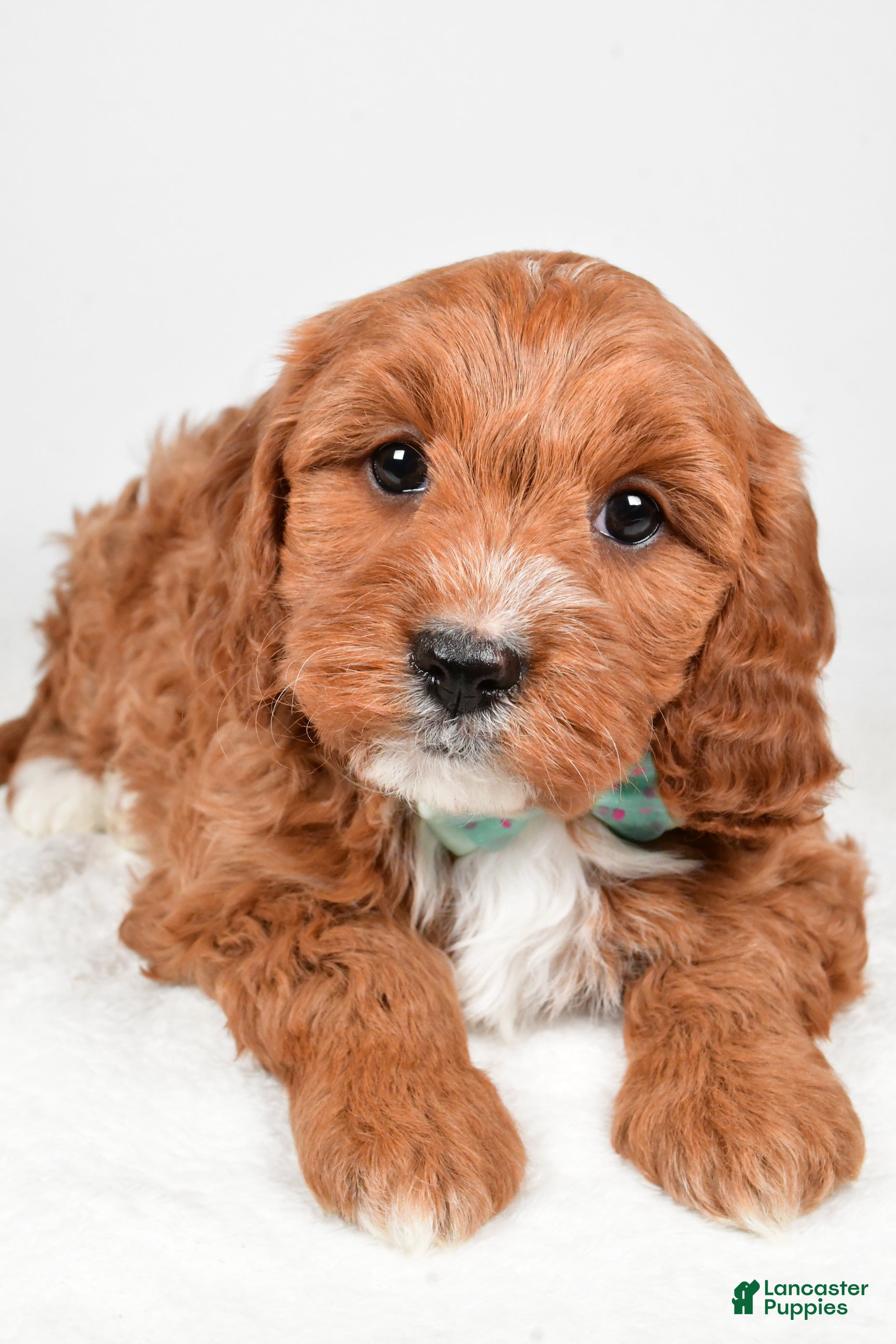 Cavapoo dogs Austin - Ad 41
