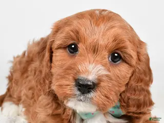 Cavapoo dogs Austin - Ad 25