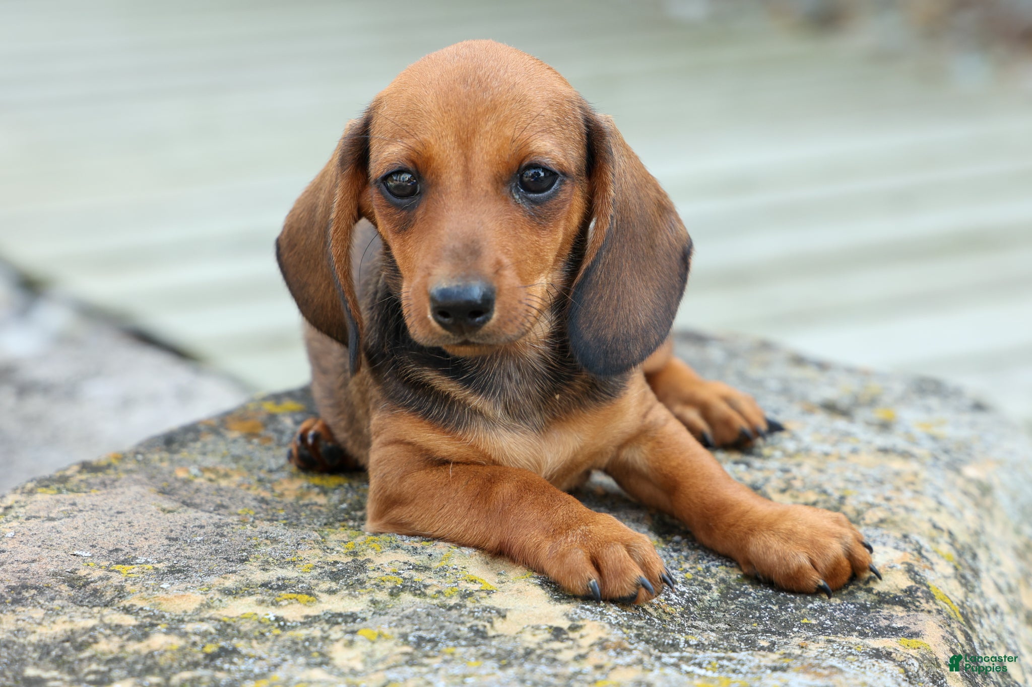 Miniature Dachshund dogs Sweet Pea 🎀 - Ad 1