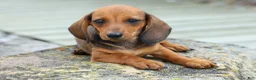 Miniature Dachshund dogs for sale: Sweet Pea 🎀 - Ad 9