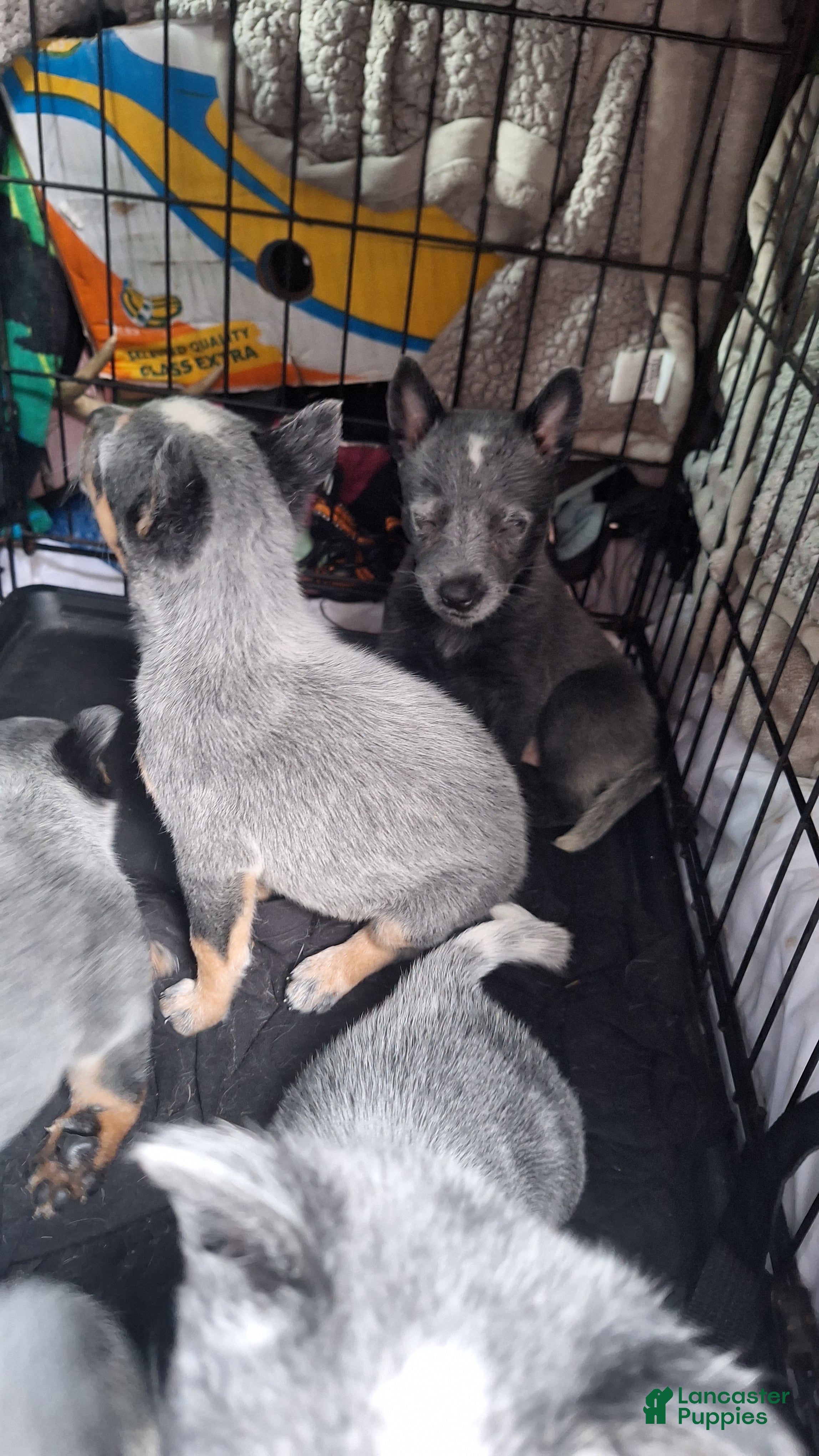 Australian Cattle Dog dogs Australian Cattle Dog 5 - Ad 23