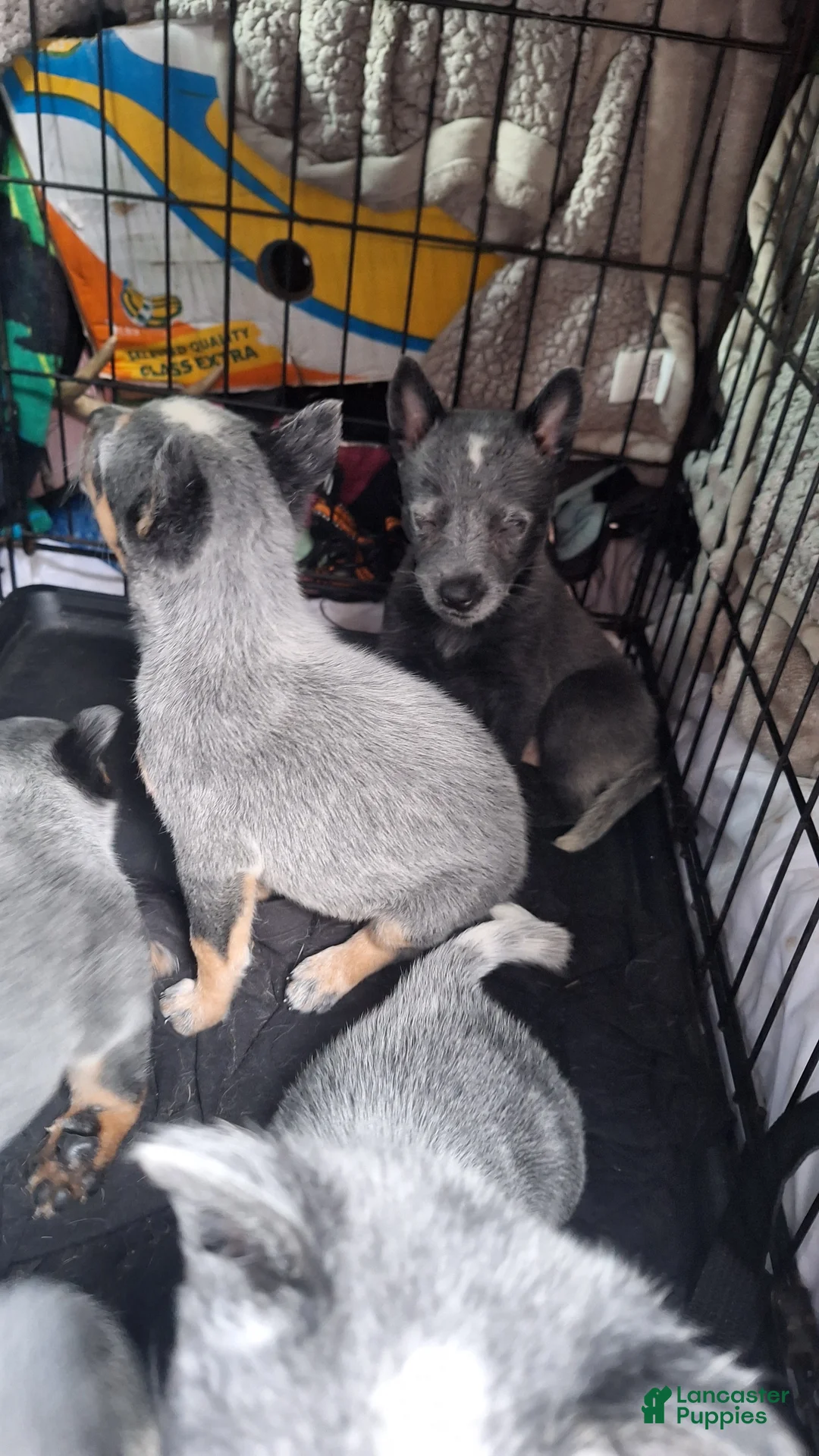 Australian Cattle Dog dogs for sale: Australian Cattle Dog 5 - Ad 1