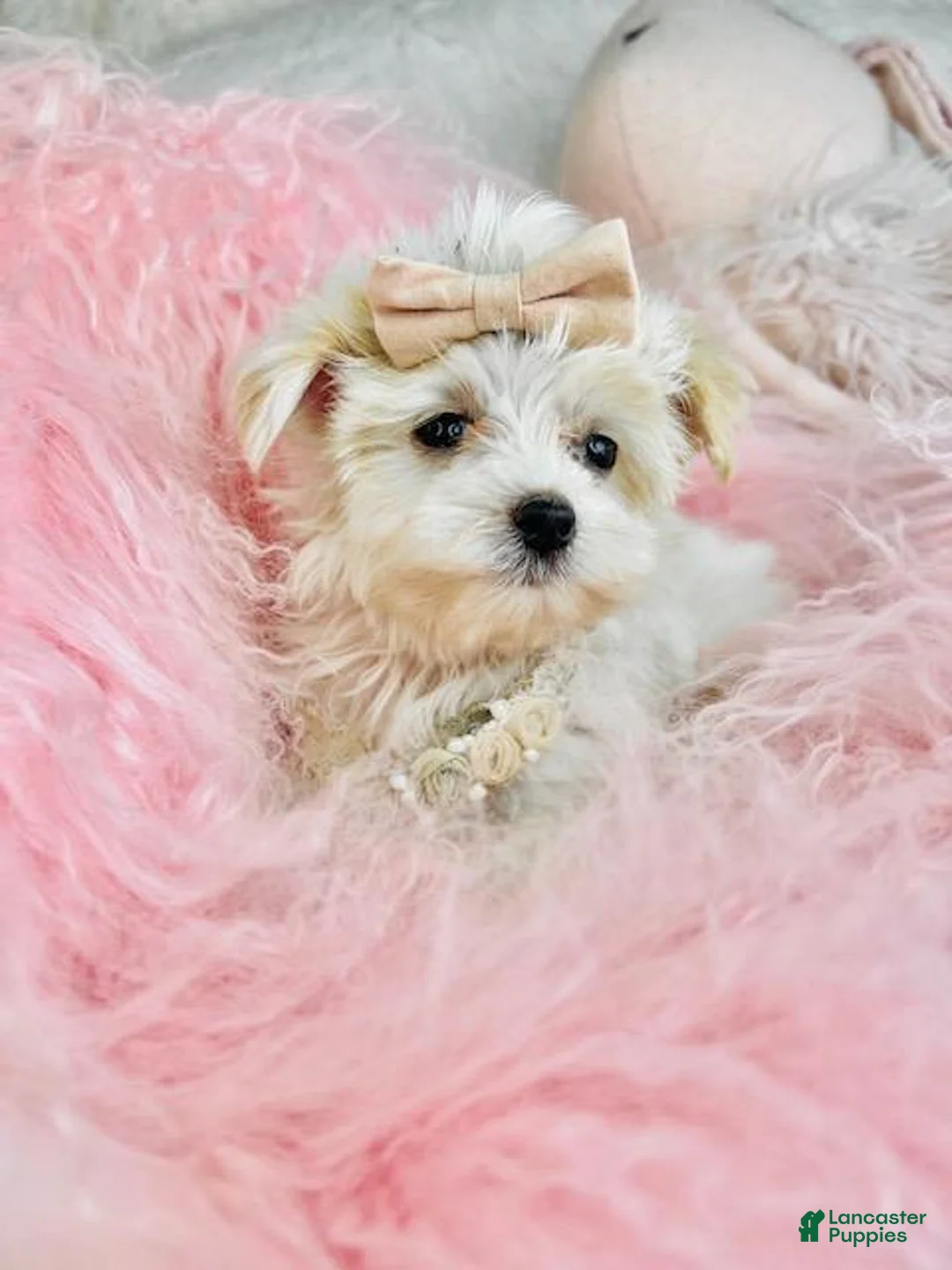 Maltese dogs for sale: Maltese Puppy 1 - Ad 2