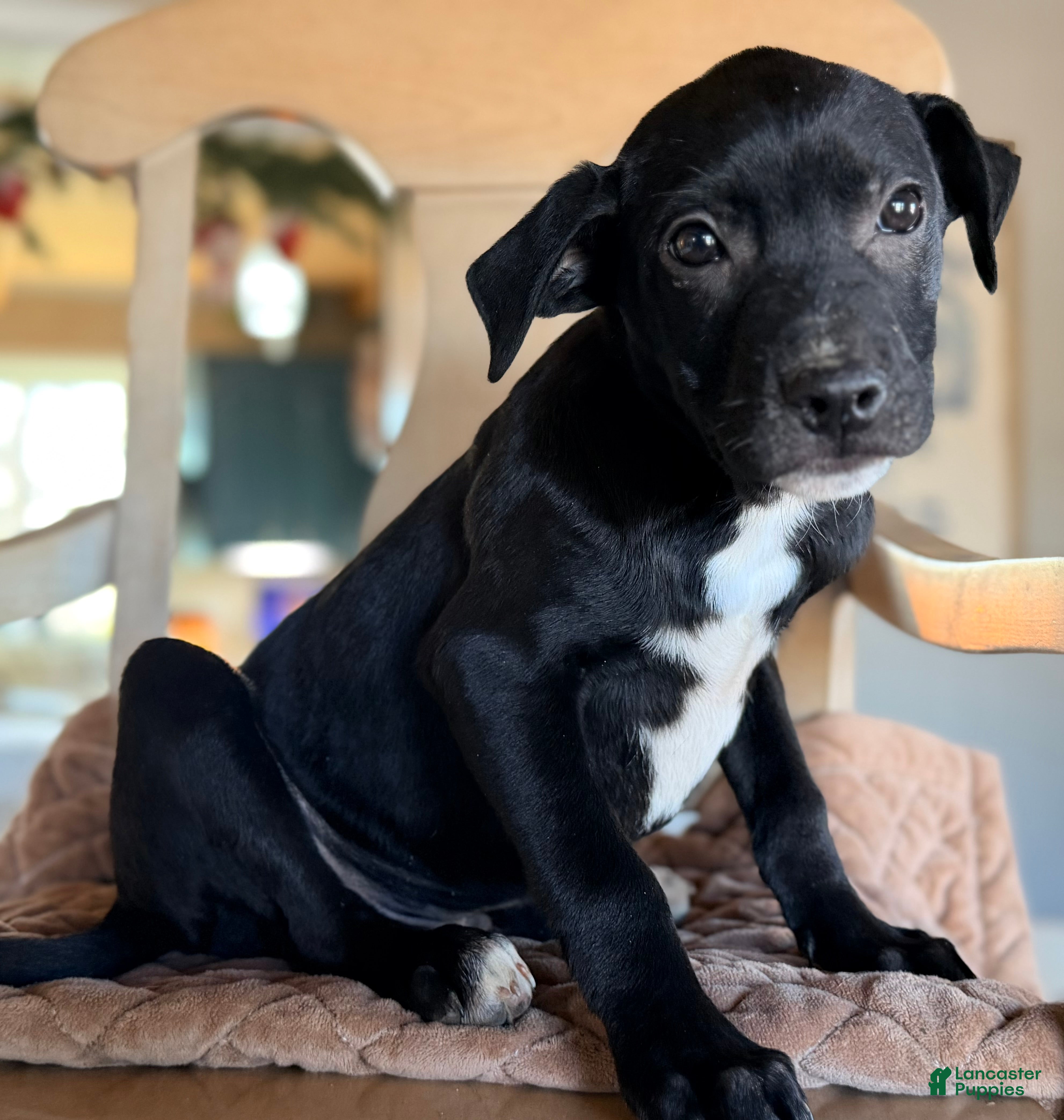 Mixed Breed dogs Pup 1  - Ad 30