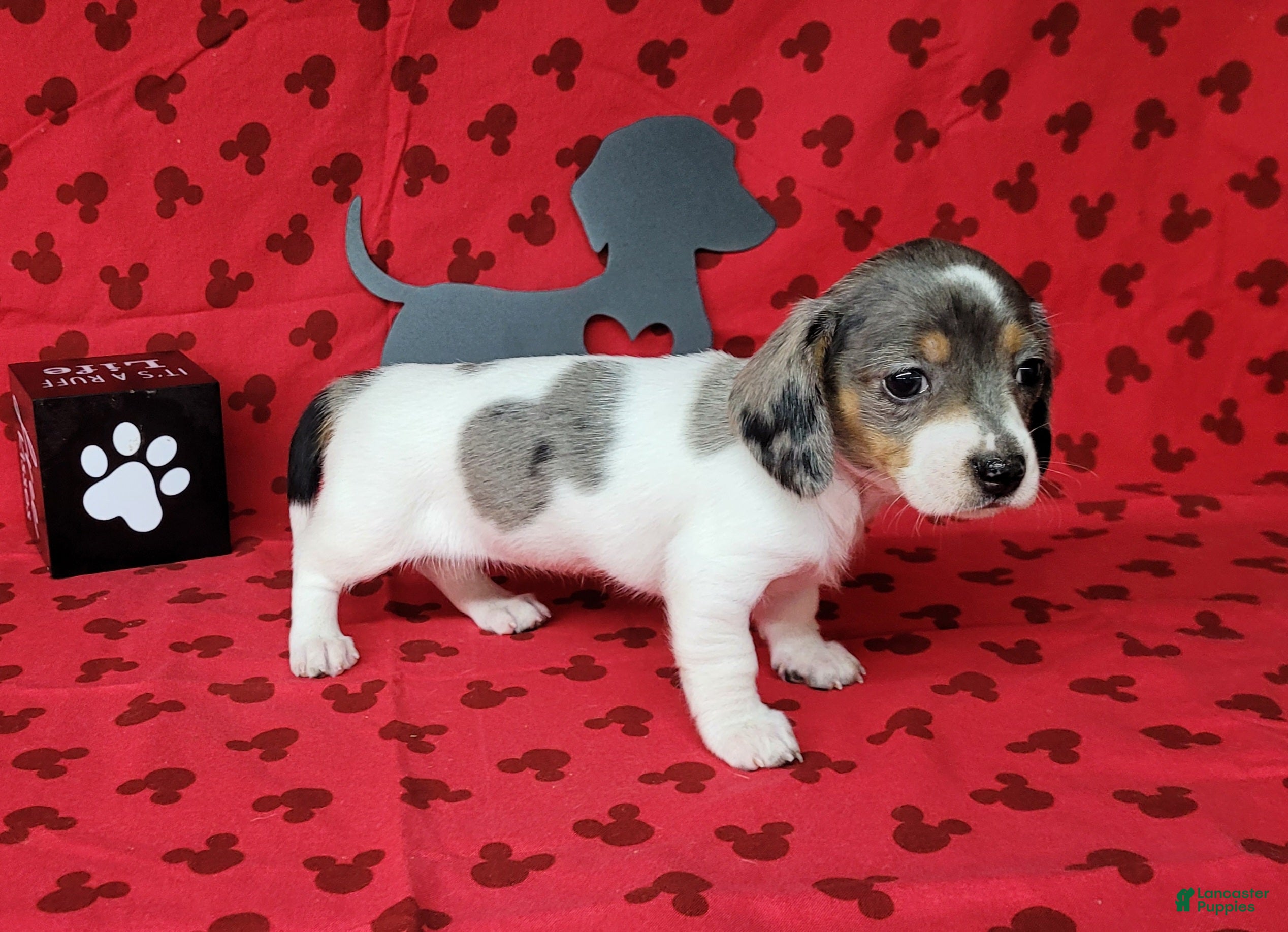 Miniature Dachshund dogs Callie AKC Reg Dapple pie - Ad 2