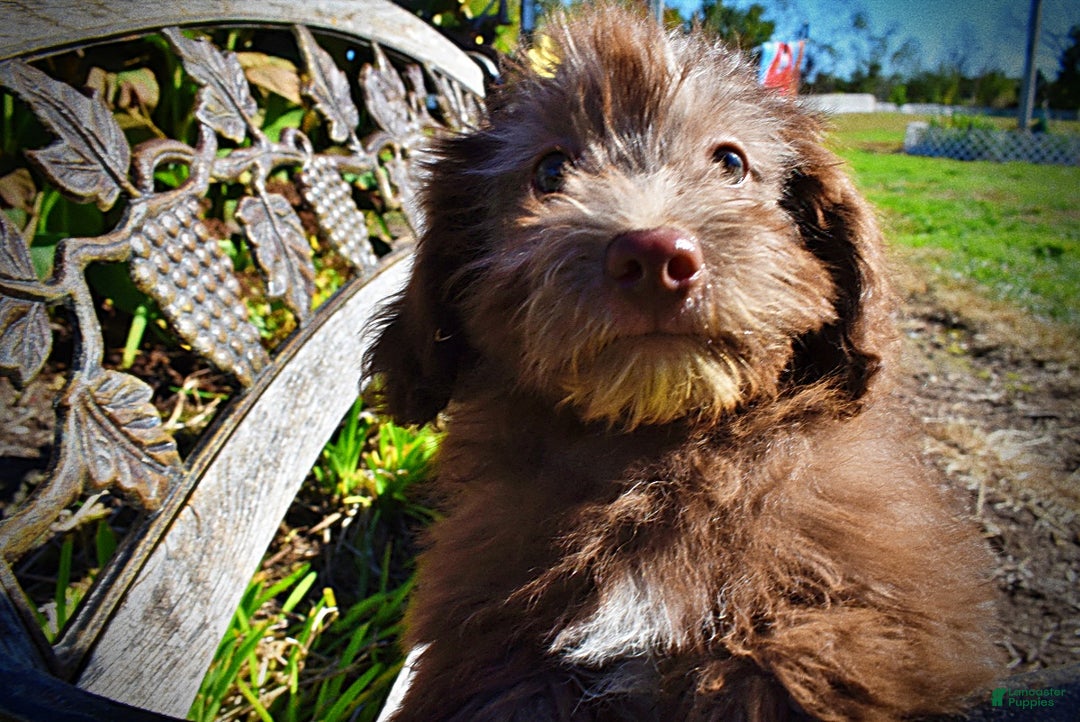 Havapoo dogs for sale: Hero - Ad 5